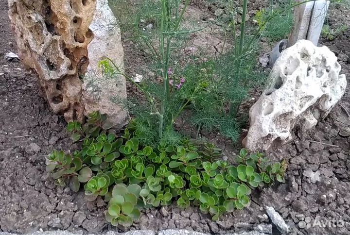 Очиток (седум)