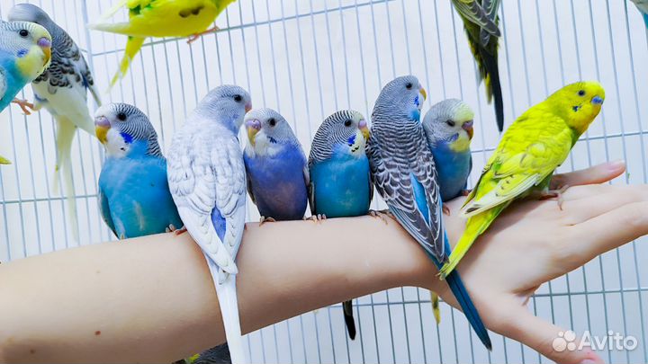 Малыши волнистых попугаев 45-55 дней