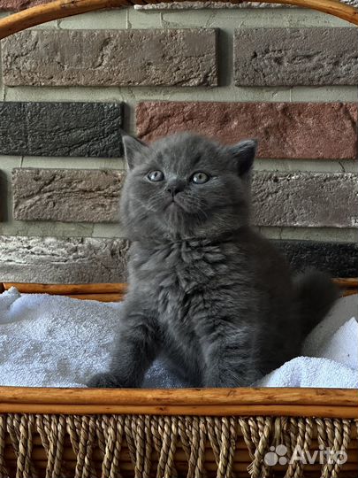 Шотландские скоттиш-фолд и страйт котята