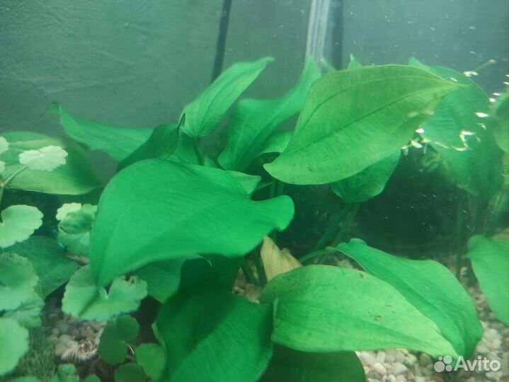 Эхинодорус