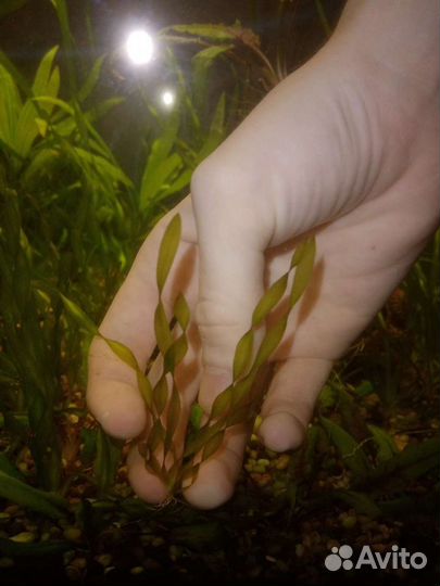 Аквариумные растения