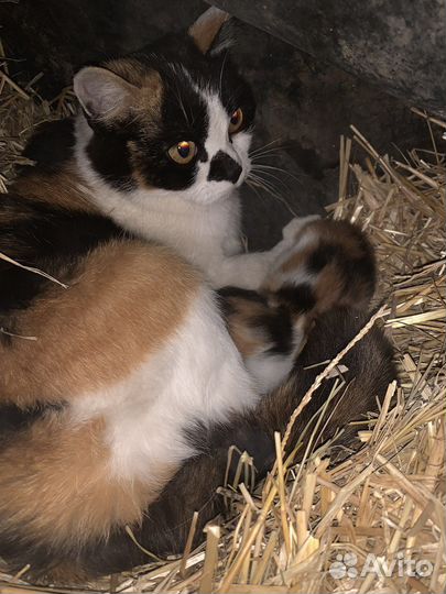 Котята не породистые