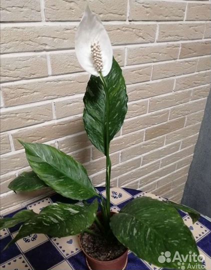 Спатифиллум домино