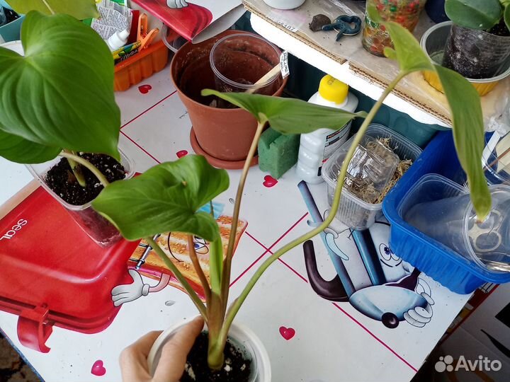 Обновлено.Алоказия Аzlani(клубень),хамелонема