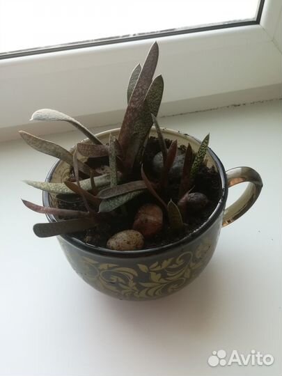 Комнатные растения