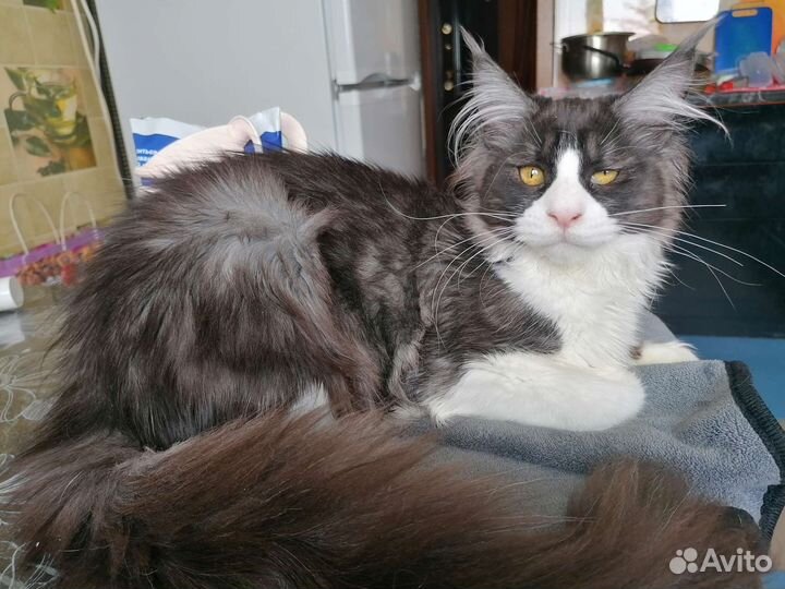 Кошки мейн-кун