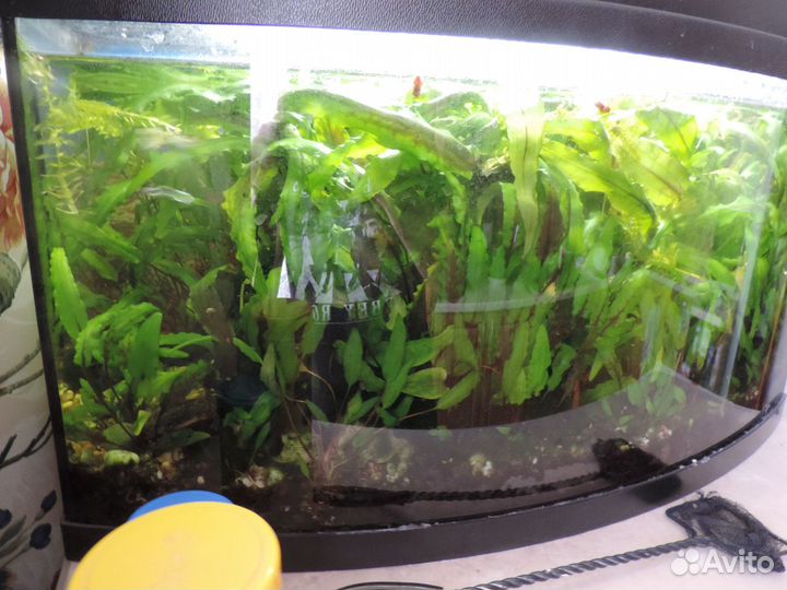 Креветки-вишня