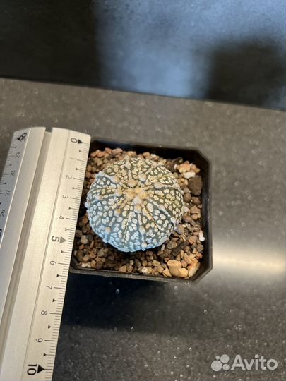 Astrophytum Asterias cv. Super Kabuto Астрофитум