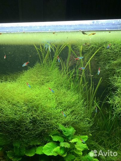 Яванский мох