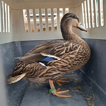 Подсадные утки для охоты