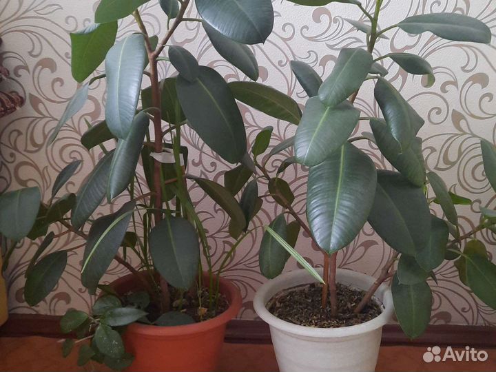 Растения комнатные для офиса