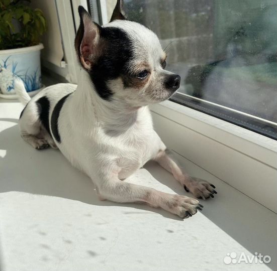 Чихуахуа вязка