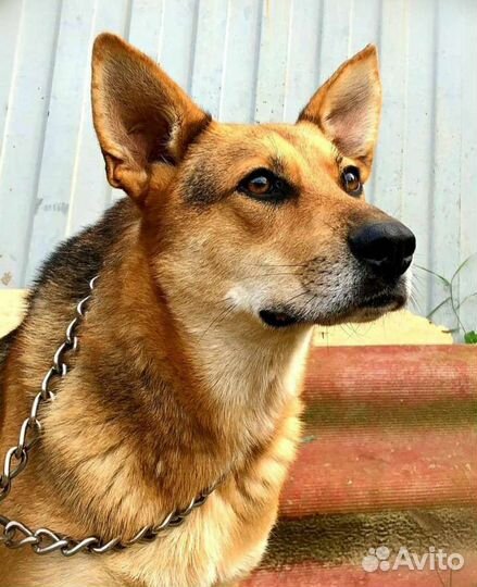 Янтарь преданный друг ждёт тебя