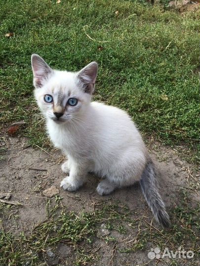 Две кошечки в добрые руки