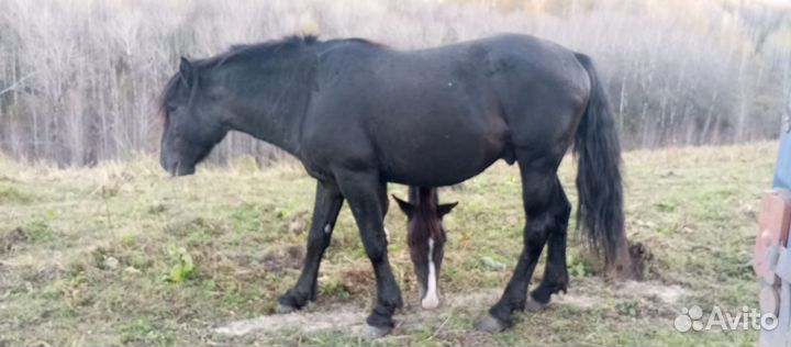 Жеребец 3года