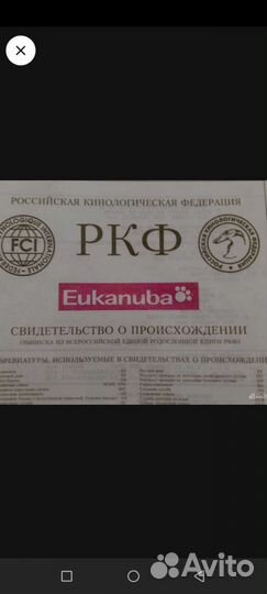 Золотистый ретривер вязка