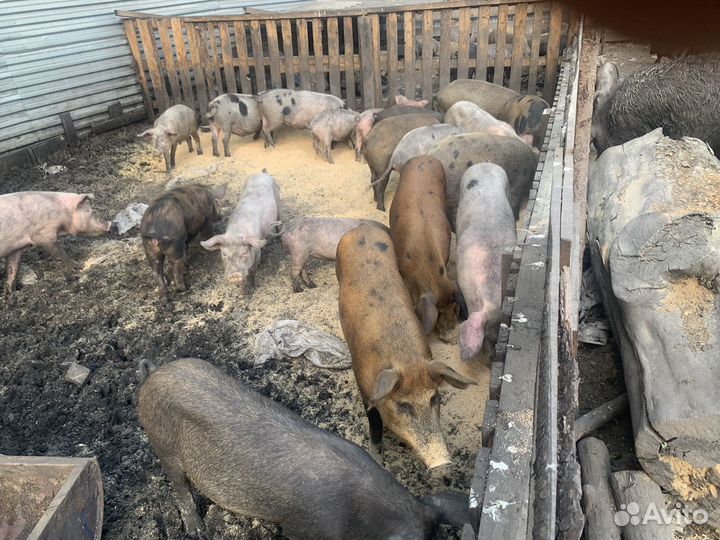 Продаю свиней