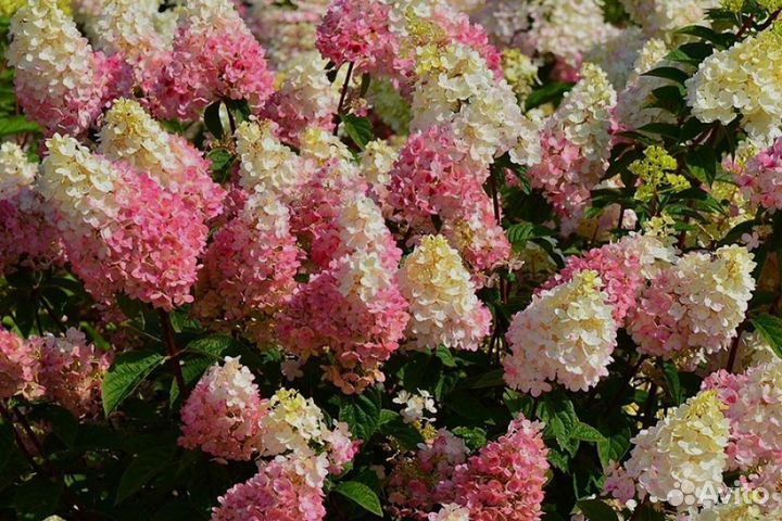 Гортензия метельчатая в горшках 3л