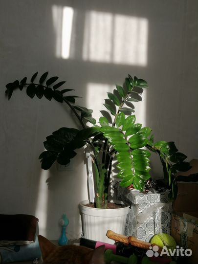 Замиокулькас (долларовое дерево)