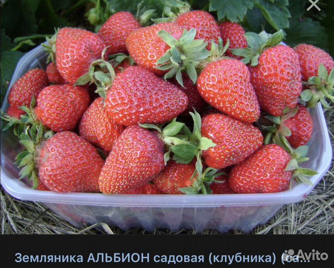 Рассада клубники усы