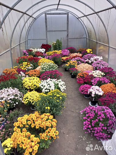 Хризантема