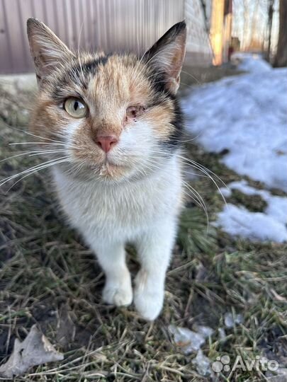 Особенная кошечка в добрые руки