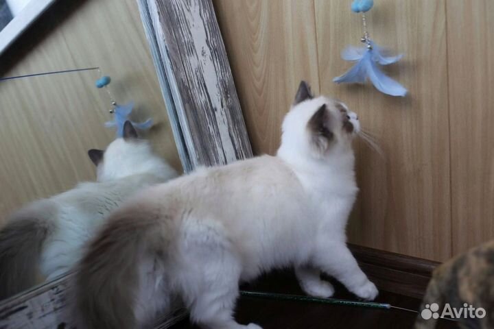 Hermes мальчик рэгдолл