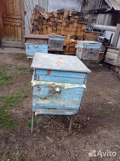 Продам пчелосемьи