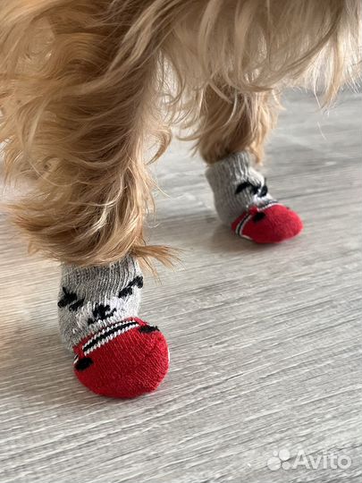 Одежда для собак мелких пород