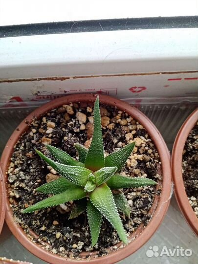 Комнатные растения суккуленты