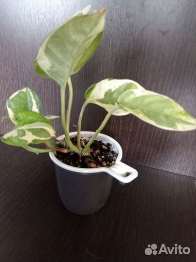 Сциндапсус энджой