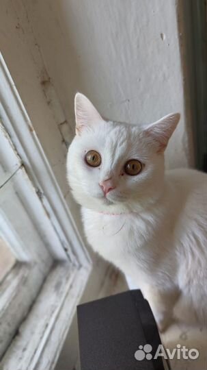 Белая британская кошка