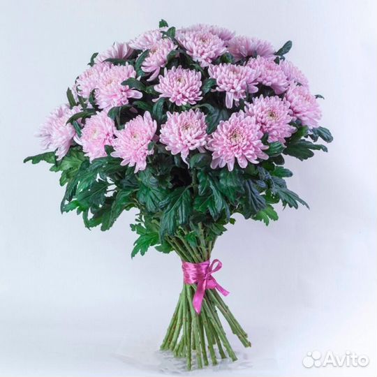 Букет 288 Хризантемы одноголовые 23 шт