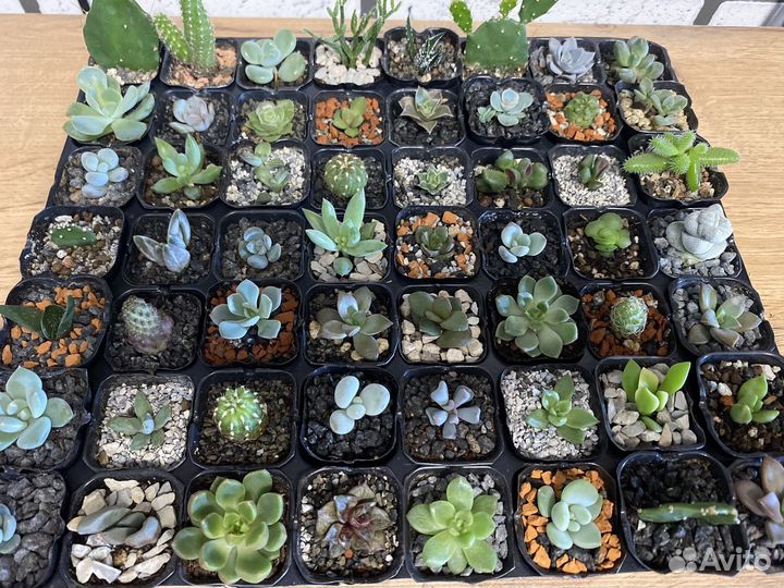 Суккуленты малыши