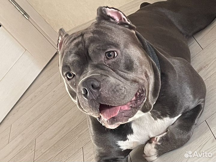 Американский булли вязка