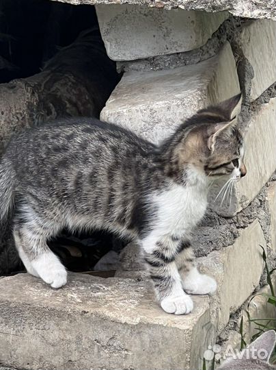 Бездомные малыши-котята на улице