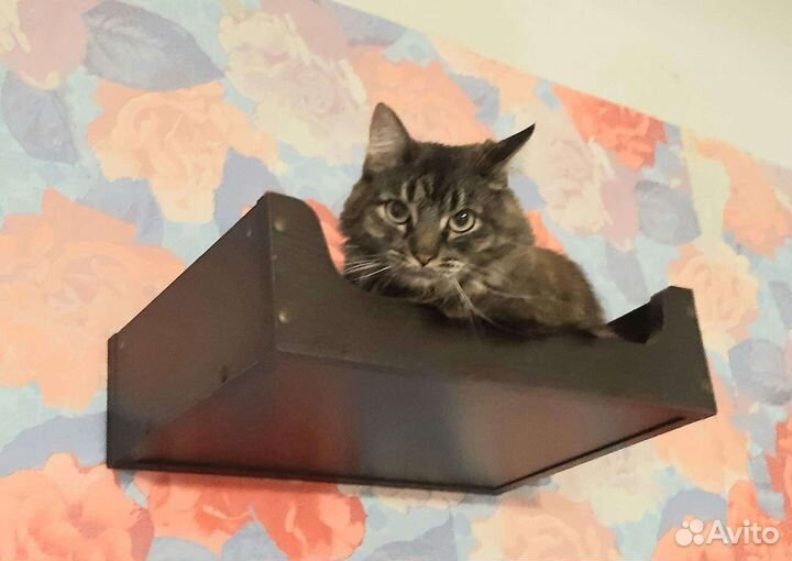 Кошечка Камилла ждёт вас