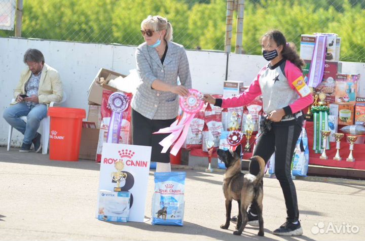 Дрессировка собак, кинолог