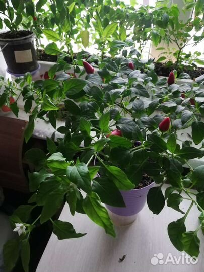 Жгучий перчик мини