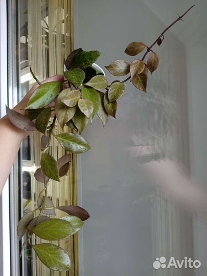 Хойя Sunrise splash