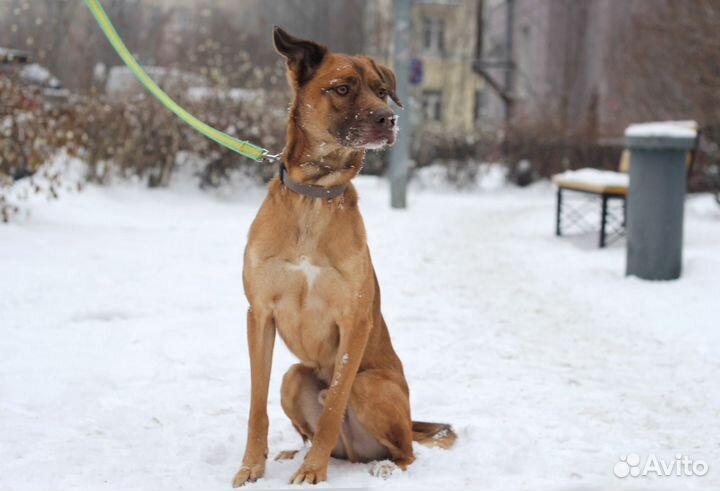 Нежный и энергичный пёс ищет хозяев себе под стать