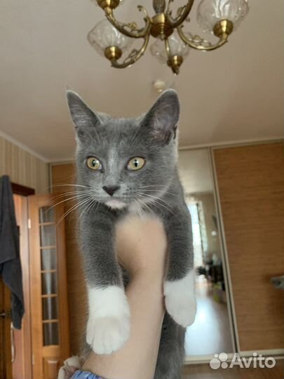 Кошка