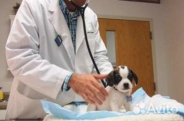 Вызов ветврача на дом, стрижка кошек