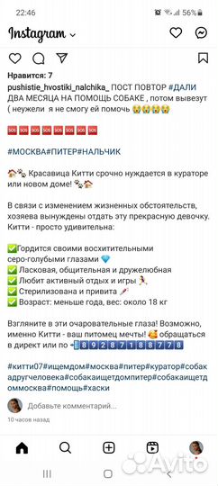 Собака ищет дом