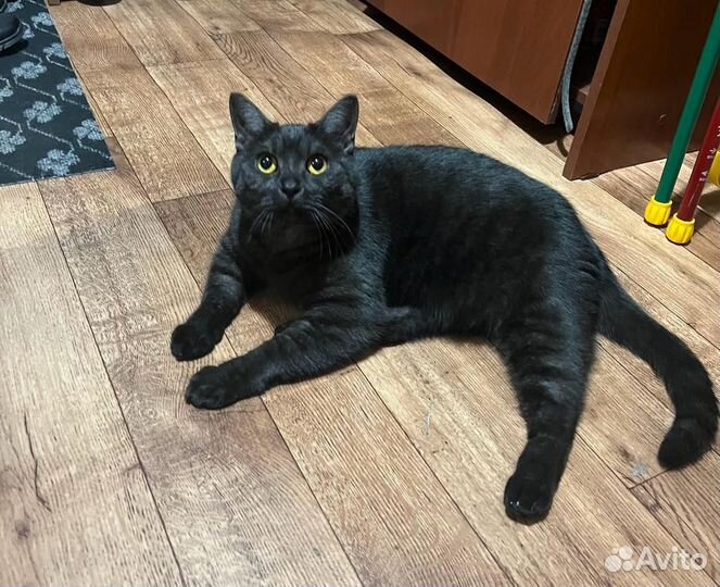 Кот бесплатно