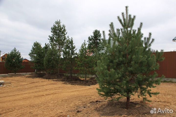 Сосны. Пышные. Доставим и Посадим