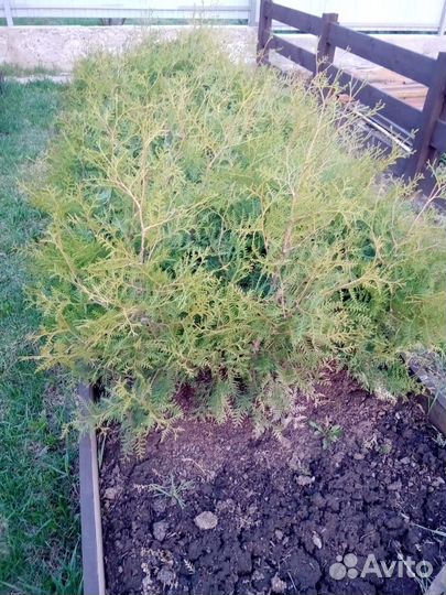 Туя западная