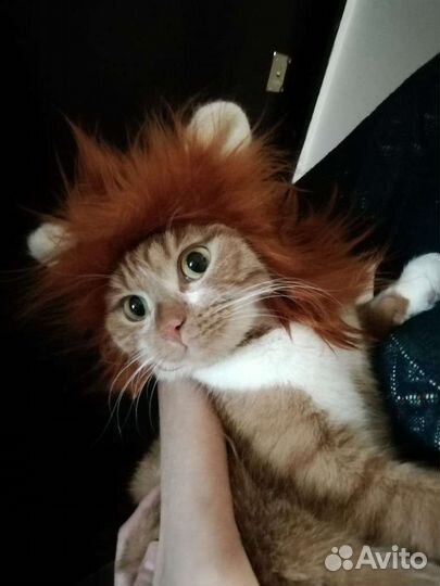 Кошка в дар
