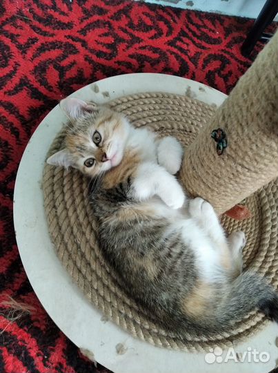 Отдам в добрые руки