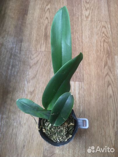 Орхидея дендробиум